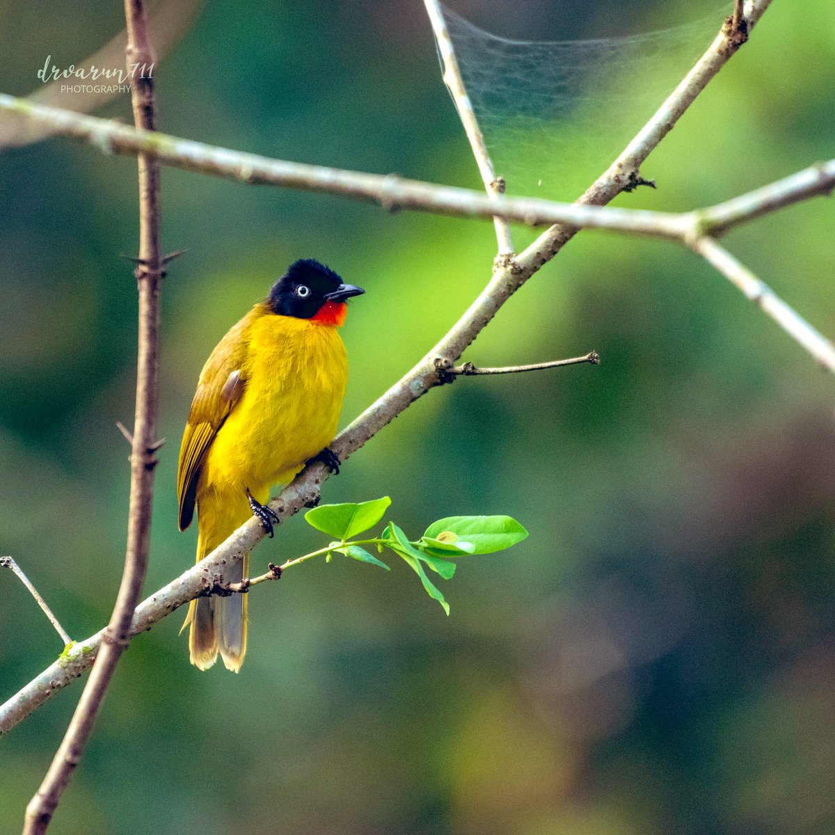 Natural frame captured ◀️😋
#IndiAves #birdwatching @NatGeoIndia #birding #BirDereceHak #Nikon 
#TwitterNatureCommunity #birdsphotography #BirdsOfTwitter #BirdTwitter @NatGeoPhotos #NaturePhotograhpy
#ThePhotoHour @DEFCCOfficial @BNHSIndia
Flame-throated bulbul
