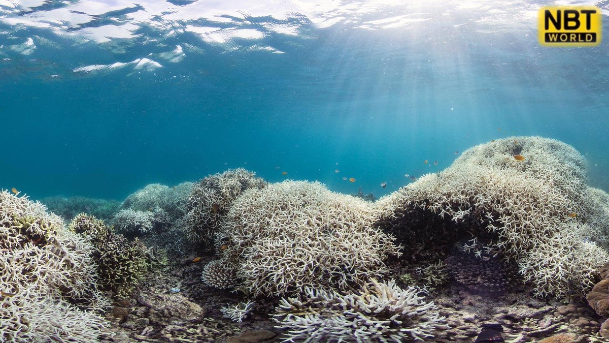 NBTWORLDNews's tweet photo. The government initiated a new effort to address the increasing threat of coral bleaching caused by rising sea temperatures.
See more: https://t.co/fW8KJuNgLB
#CoralProtection #MarineConservation #ClimateAction #SaveReefs #ThailandEnvironment https://t.co/sojoZgNa4V