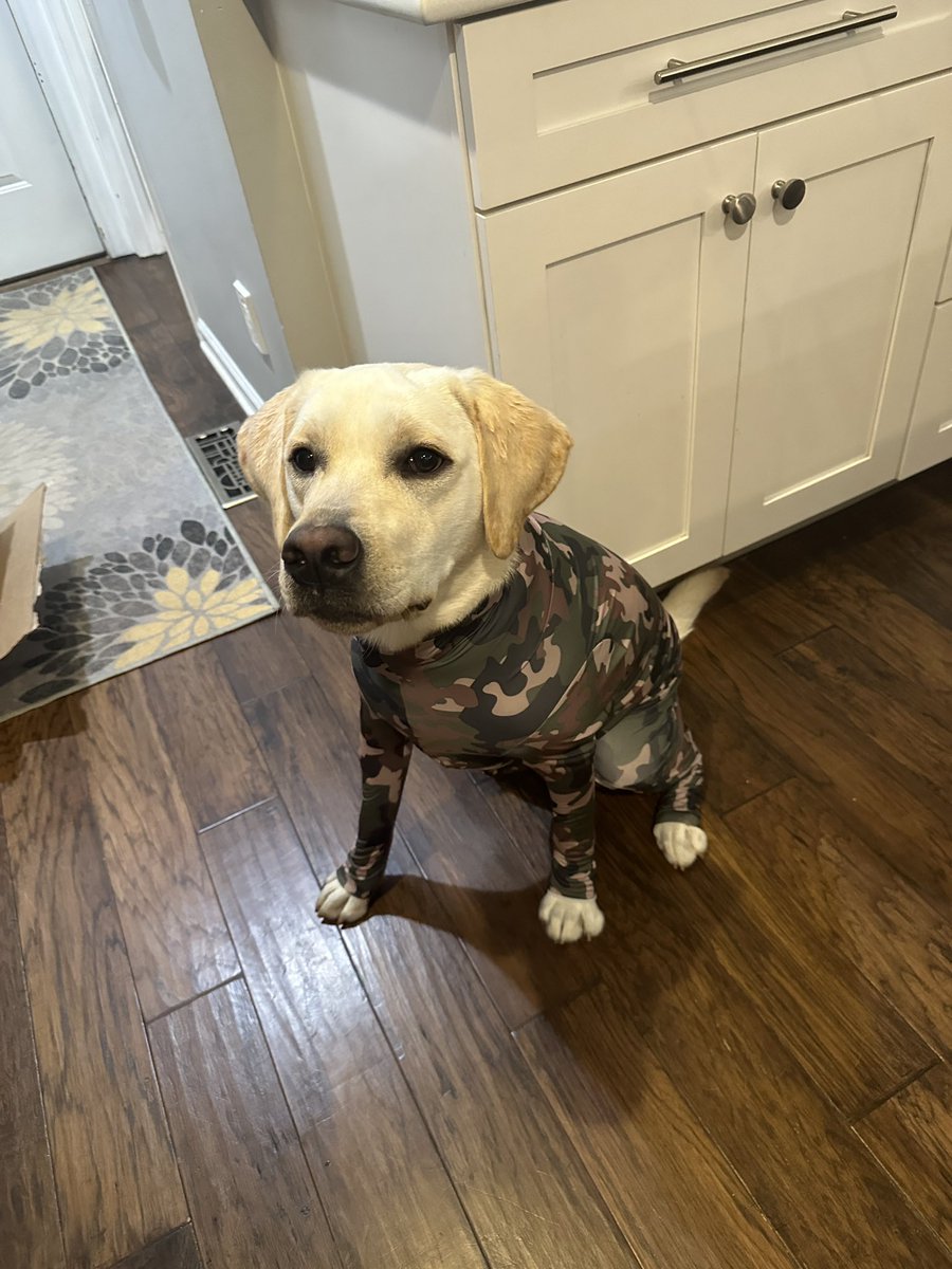 lortmann's tweet photo. My dog in his PJs. Happy weekend! https://t.co/e2ts0ZNrcf