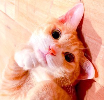 PixcesudotolPups🐊👼🐸✨| 40sUnhinged💢doc tweet media