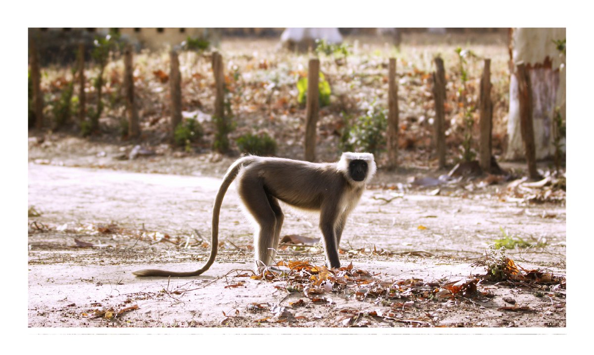 Gray langur (Semnopithecus entellus) Protection Status: IUCN : Least Concern CITES: Appendix-I Wildlife Protection Act, 1972 : Schedule-I #wildlifephotography #wildlife #Hanumanlangoor @ntca_india @AMAZlNGNATURE @MongabayIndia @pargaien @rameshpandeyifs @rameshpandeyifs