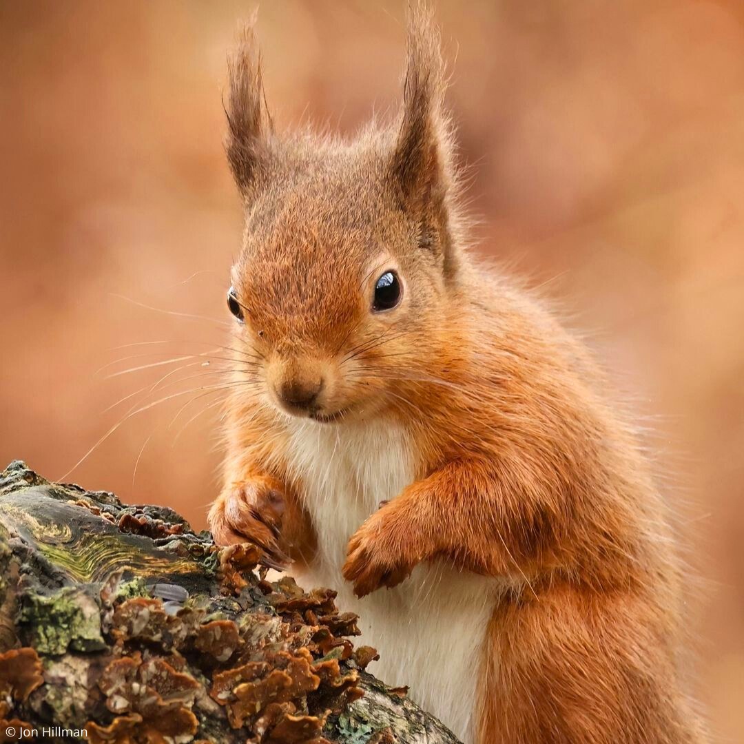 A beautiful shot of a red squirrel near Loch Leven. 🧡

Red squirrels are one of Scotland’s most loved animals, crucial for their role in seed dispersal and forest regeneration, maintaining the health of woodland habitats. 🌲

Photography by Jon Hillman. 📸