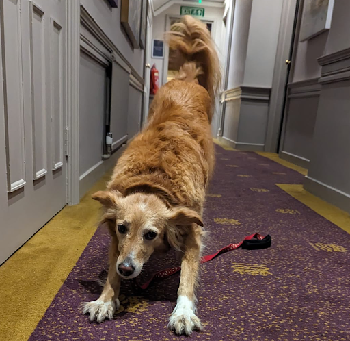 DoggyWarriors's tweet photo. It's #sharingsaturday, and we were wondering if you have any pics of your furry friend looking playful – particularly like Beautie here when she's doing the 'play bow' position? 🤣
#playbow #happydog #adoptdontshop https://t.co/0C7QLwW95h