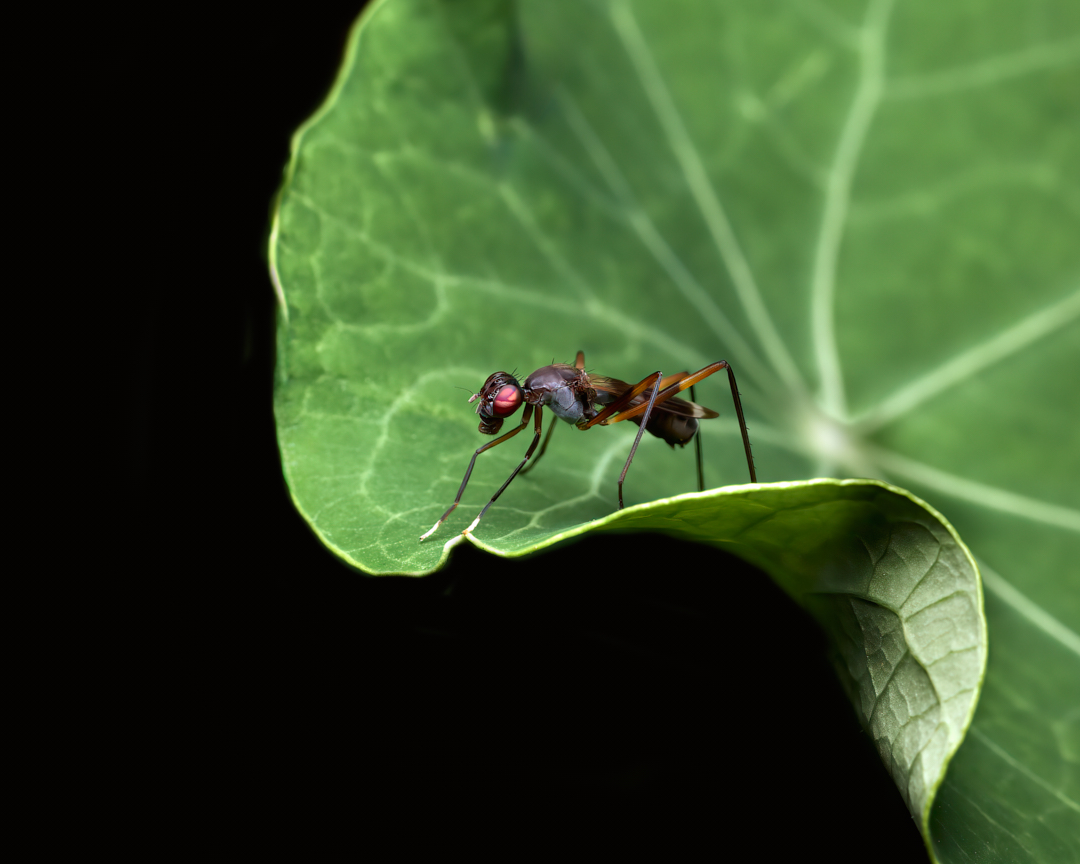 For some reason I always picture these guys directing traffic... 
#stiltleggedfly #fly #flies #macrophotography #insectphotography #wildlifephotography #photography #appicoftheweek #canonfavpic #captureone