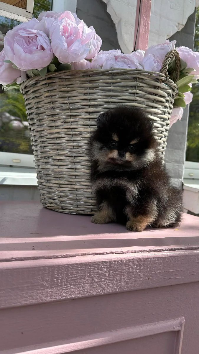 pomqueens's tweet photo. 🟣Dit is Madelen. Een slim, nieuwsgierig en aanhankelijk vrouwtje.
-
-
#pomeranian #pomeriaan #pom #puppy #beertje #teddy #pup #puppylove #cutedogs #goodnight #pictureoftheday #fyp #photoshoot #love #puppy #puppies #puppyoftheday #pomeranians #pomeranianpuppy #pomeranianworld https://t.co/en2zP05mLu