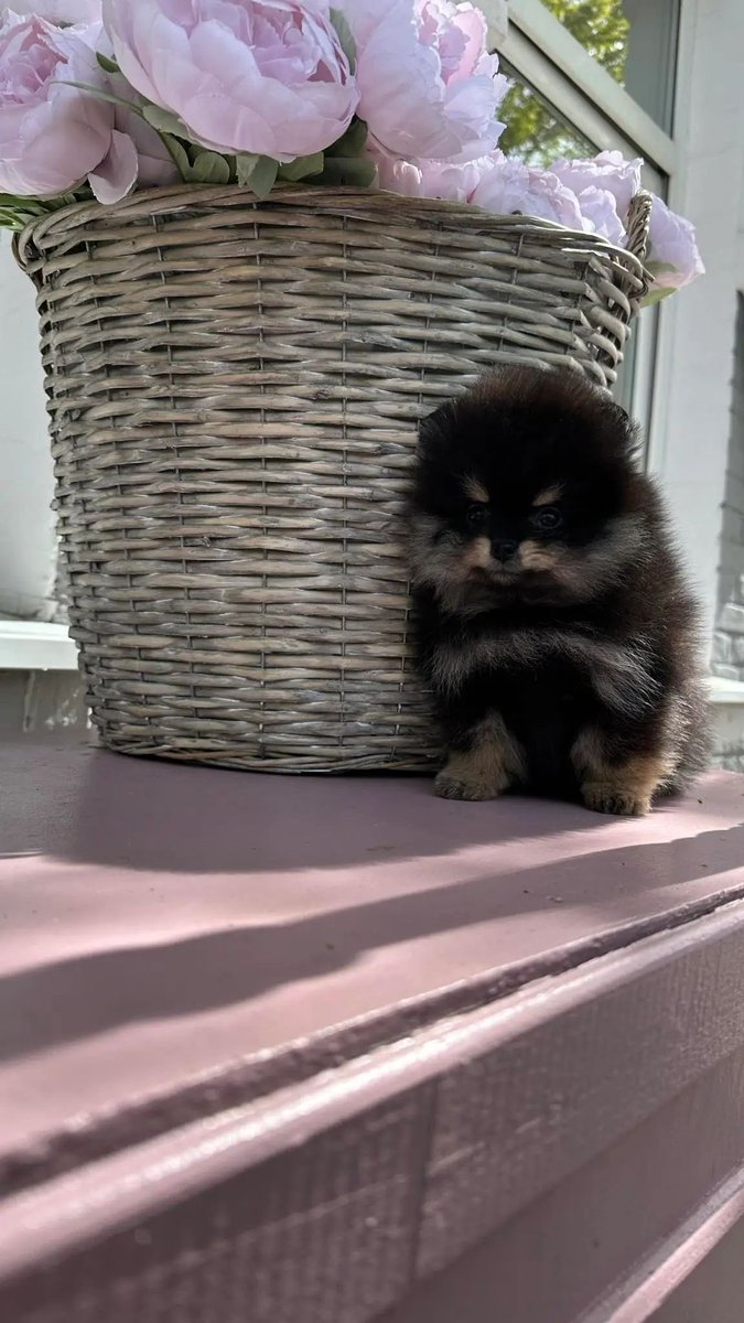 pomqueens's tweet photo. 🟣Dit is Madelen. Een slim, nieuwsgierig en aanhankelijk vrouwtje.
-
-
#pomeranian #pomeriaan #pom #puppy #beertje #teddy #pup #puppylove #cutedogs #goodnight #pictureoftheday #fyp #photoshoot #love #puppy #puppies #puppyoftheday #pomeranians #pomeranianpuppy #pomeranianworld https://t.co/en2zP05mLu