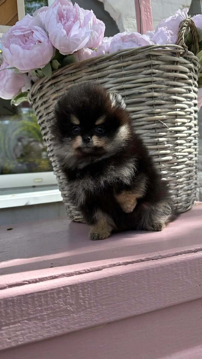 pomqueens's tweet photo. 🟣Dit is Madelen. Een slim, nieuwsgierig en aanhankelijk vrouwtje.
-
-
#pomeranian #pomeriaan #pom #puppy #beertje #teddy #pup #puppylove #cutedogs #goodnight #pictureoftheday #fyp #photoshoot #love #puppy #puppies #puppyoftheday #pomeranians #pomeranianpuppy #pomeranianworld https://t.co/en2zP05mLu