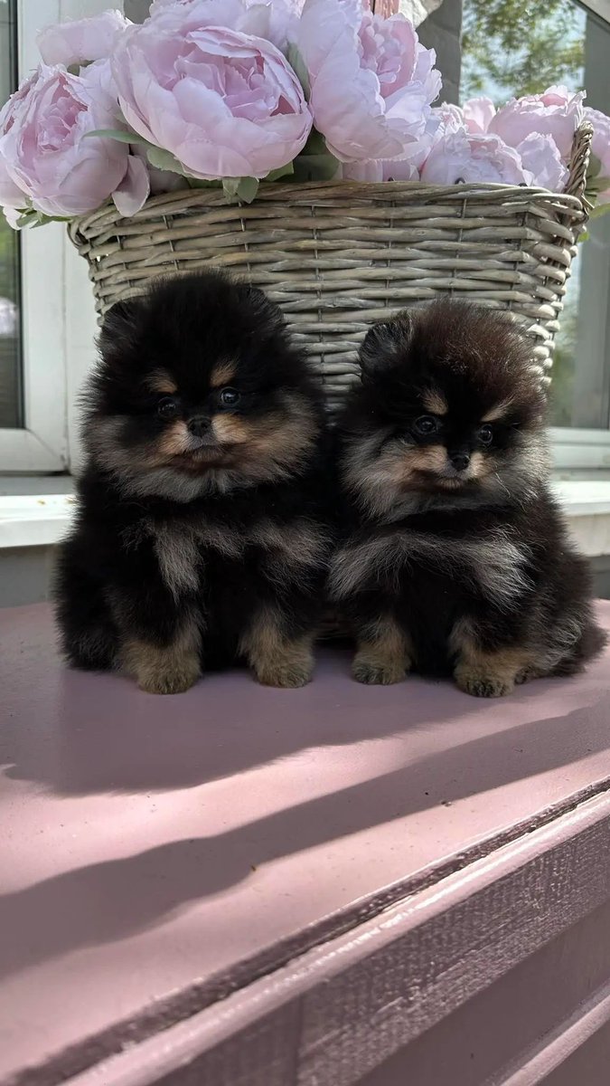 pomqueens's tweet photo. 🟣Dit is Madelen. Een slim, nieuwsgierig en aanhankelijk vrouwtje.
-
-
#pomeranian #pomeriaan #pom #puppy #beertje #teddy #pup #puppylove #cutedogs #goodnight #pictureoftheday #fyp #photoshoot #love #puppy #puppies #puppyoftheday #pomeranians #pomeranianpuppy #pomeranianworld https://t.co/en2zP05mLu