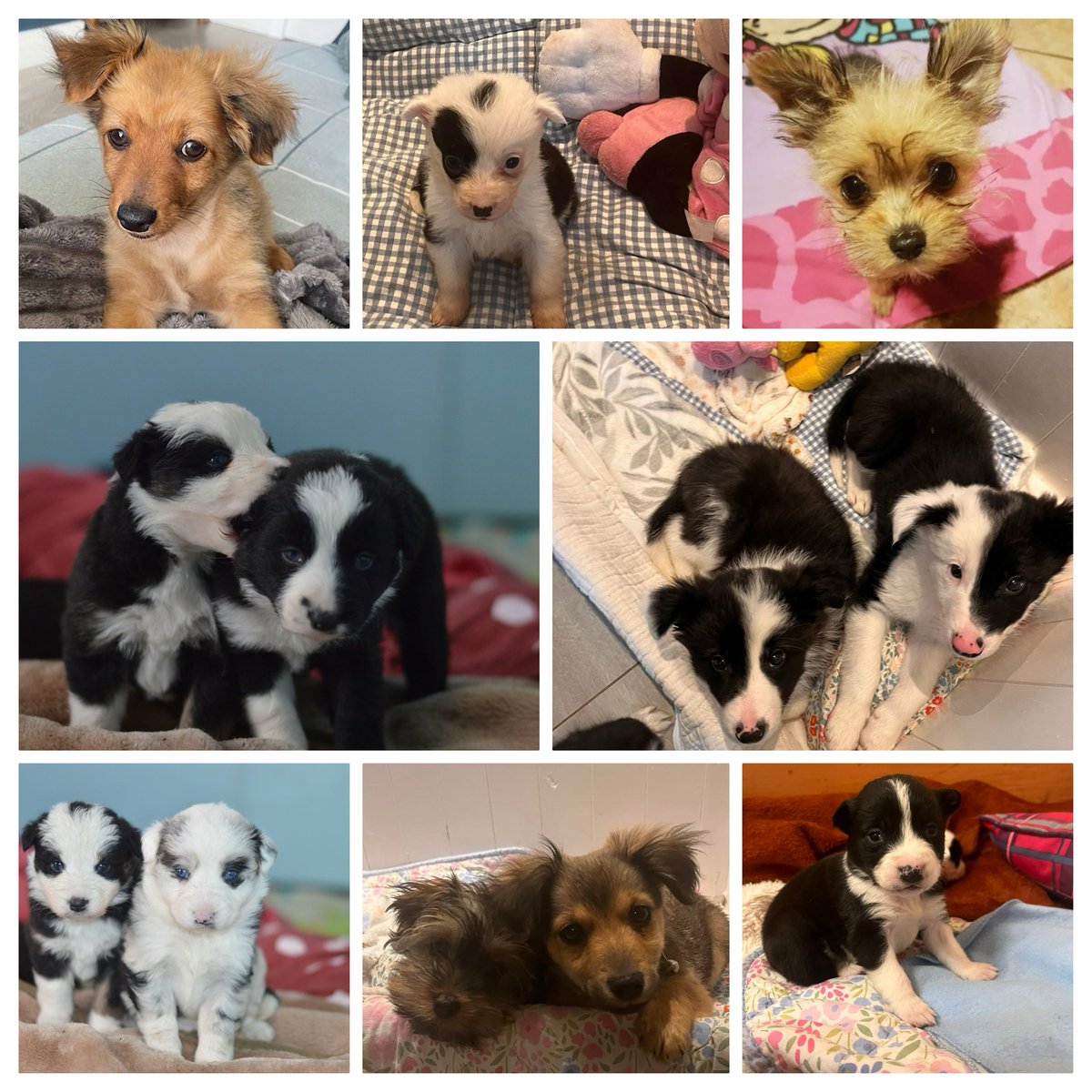 We have quite a few puppies at the moment 🐶🥰 So many unwanted litters- the young mums lucky to be able to rear their young with caring foster families instead of in a ditch Talk to us if you’d rather adopt a rescue pup instead of buying 1 bred for profit 💙🐾 1/2