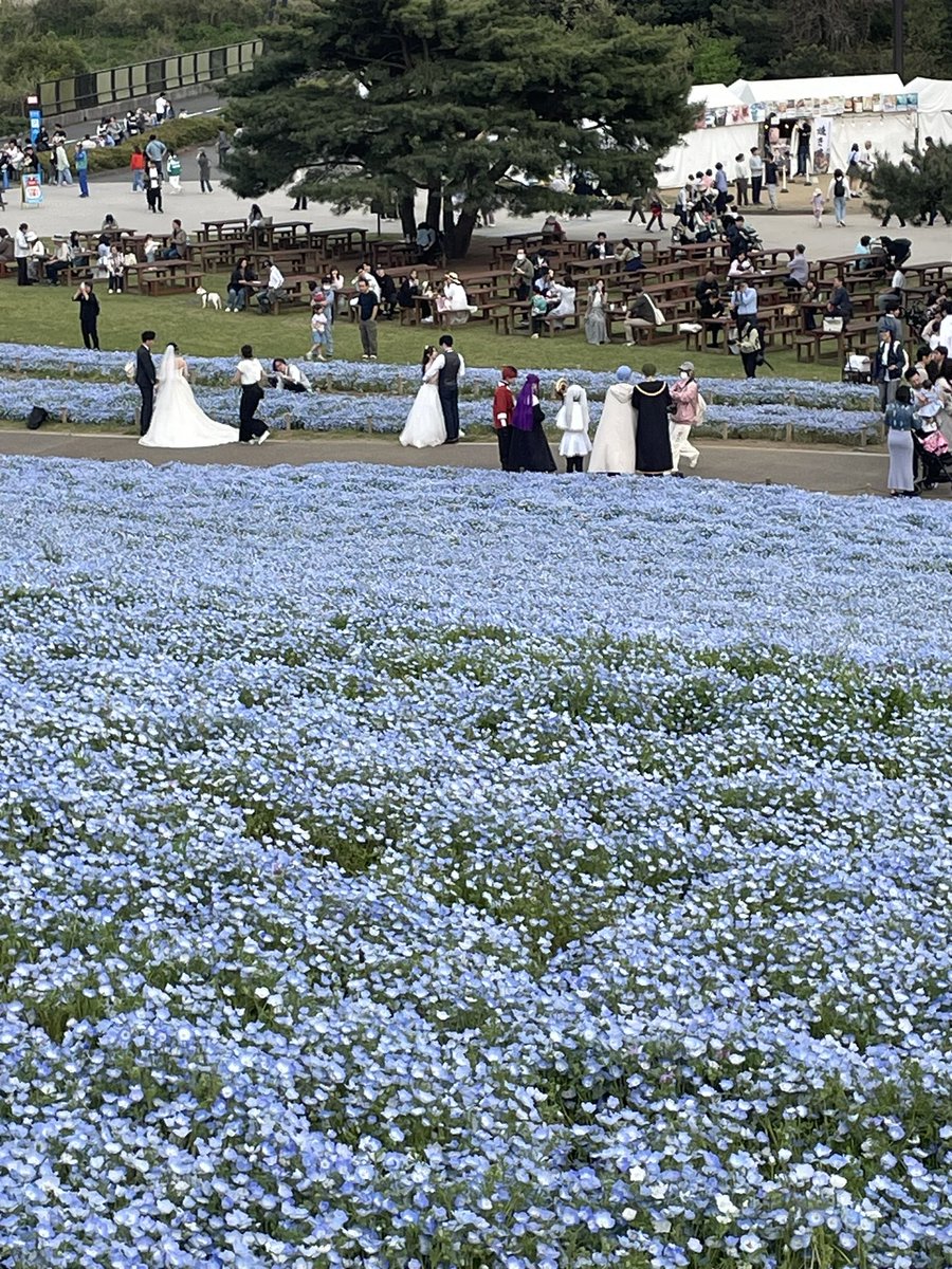 higurashi1012's tweet photo. 海浜公園 ウェディングフォト撮ってる人いっぱいいたし勇者パーティーもいた https://t.co/NWIPVs5mQS
