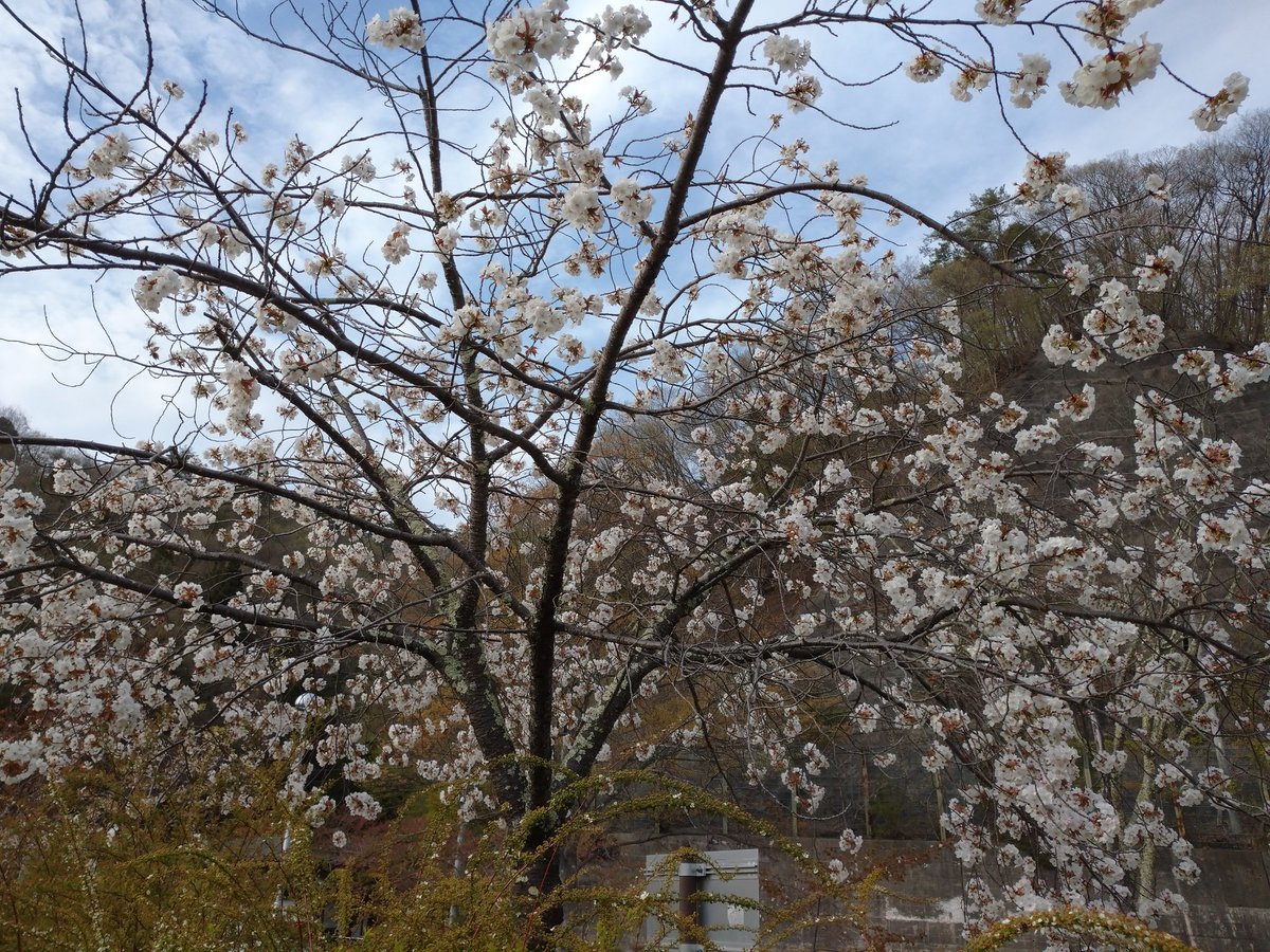 荒川ダム涼しくて良き( ￣▽￣)
桜もまだ残ってた！