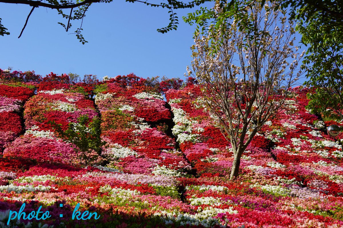 こんにちは😊
お疲れさまでした🍵

青空にカラフルなツツジ🌸🌸

#松本つつじ園 #ツツジ