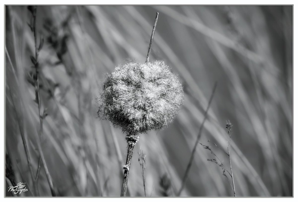 Bulrush going to seed for this weekends @BNW_Macro #BNW_Macro #TwitterNatureCommunity #BlackAndWhitePhotgraphy #Nature #Wildlife #Plants #ThePhotoHour