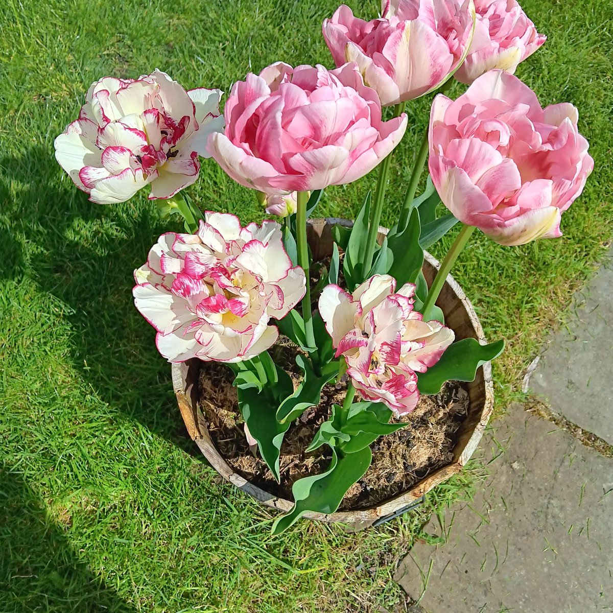 Stunning tulips 💜