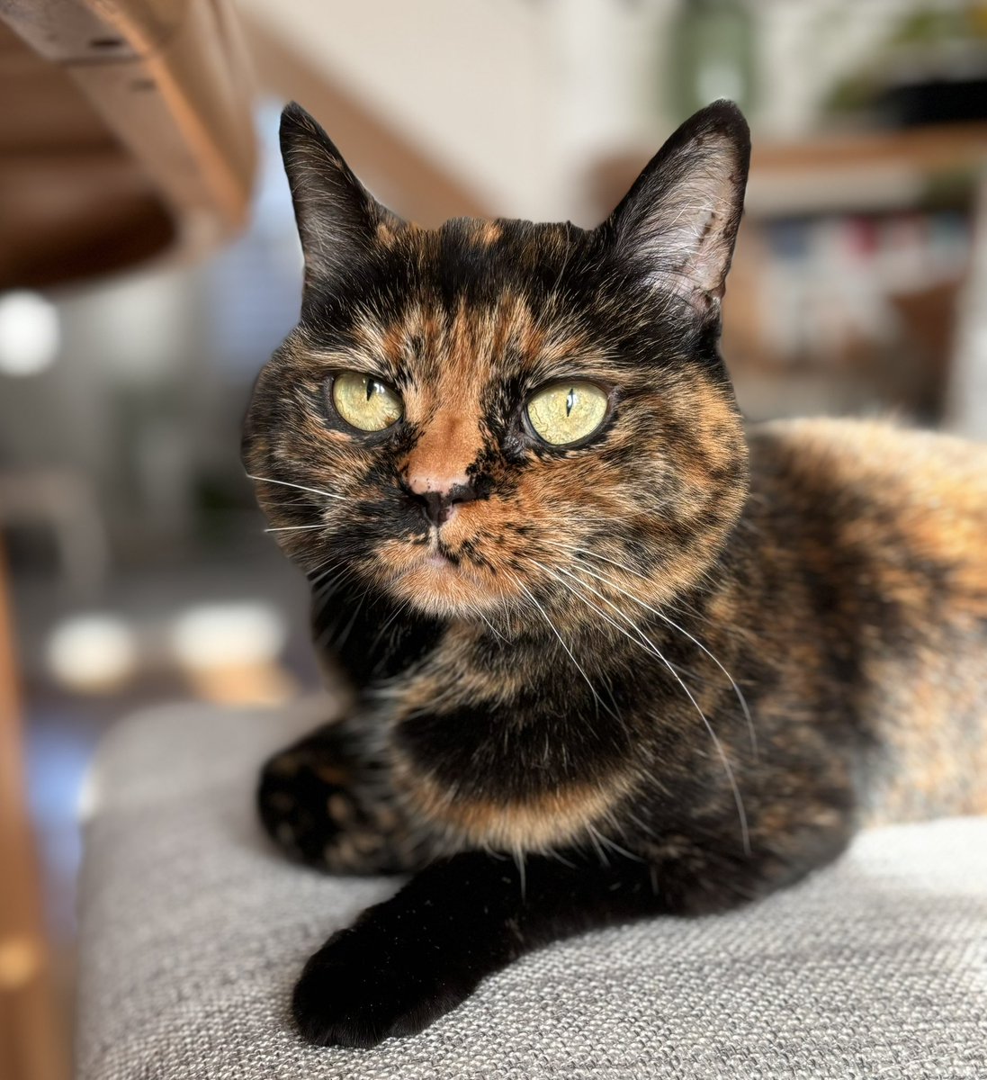 whoknowsitmay's tweet photo. Good morning! Cold outside but I’ve found my sun puddle😍 #Caturday #CatsOfTwitter #CatStalker #SaturdayMood @tortiecatz https://t.co/e5PlgsCxDb