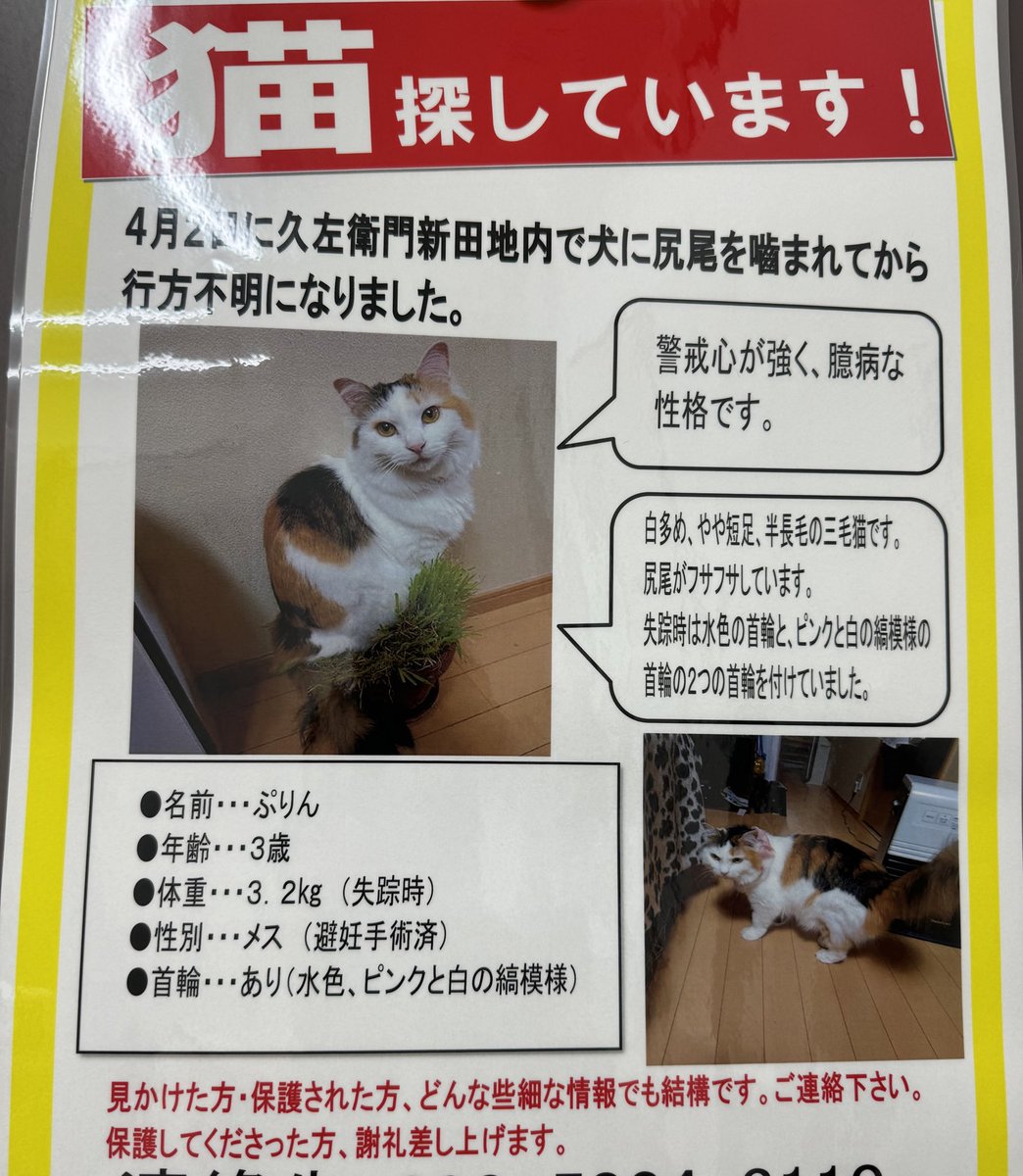 #埼玉県川口市 で迷子です。
無事お家に帰れますように🙏
 #迷い猫 #迷子猫