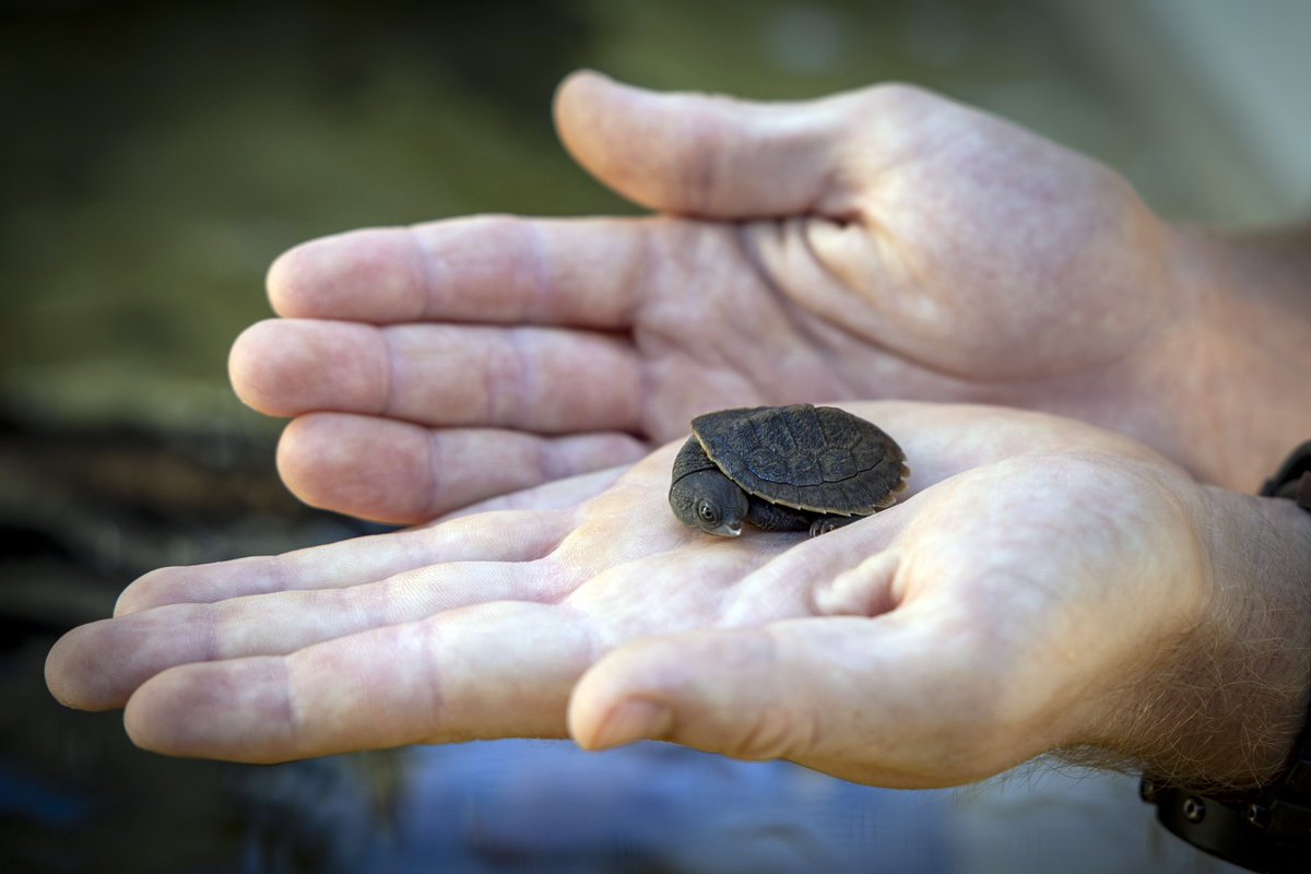 In collaboration with @AustraliaZoo, we’re safeguarding the Irwin’s Turtle, a species named in Steve’s honour after he discovered them in 1990! 💚 We’re the only facility in the world to have hatched these beautiful turtles!