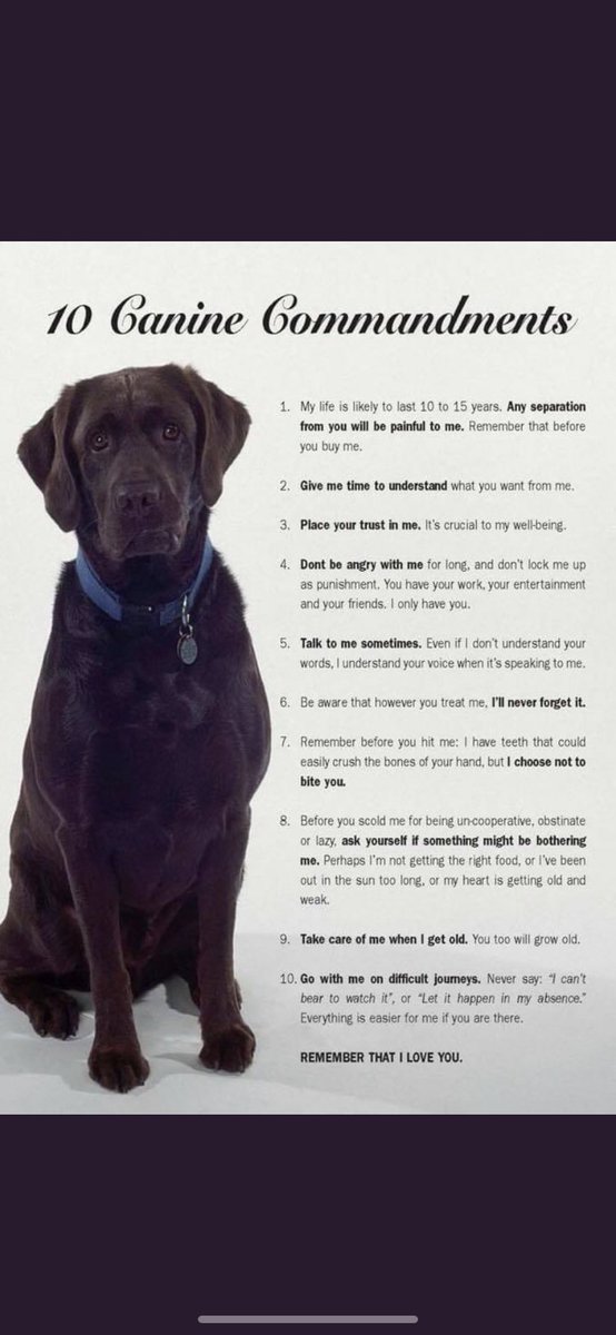 Dogs really are the BEST. But please read this if your thinking about bringing one into your life ❤️