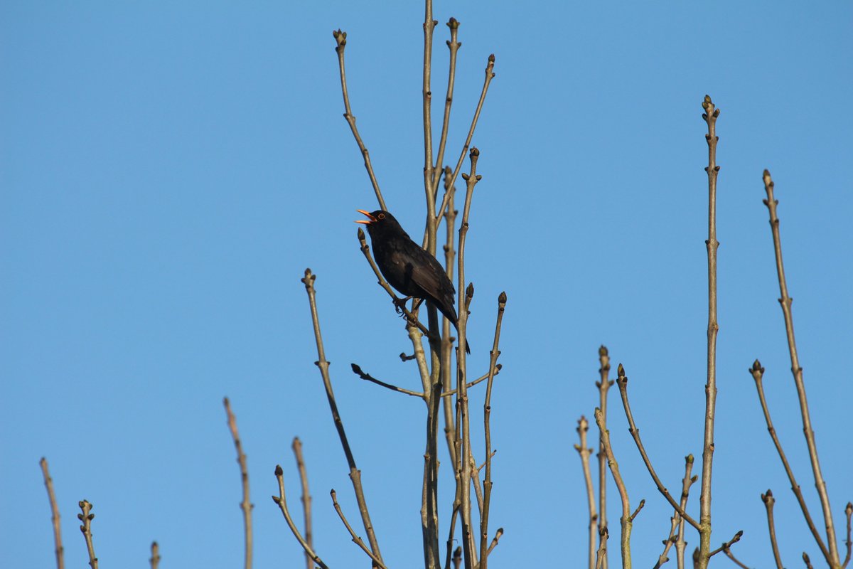 A blackbird sings his heart out from the top of one of the ash trees on a clear and slightly frosty morning.