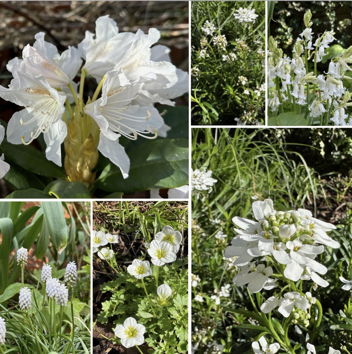 There might be colourful flowers coming into bloom around the garden, but the white garden is also coming into its own 
🌿🤍🌿🤍🌿🤍🌿🤍🌿🤍🌿🤍🌿#SixOnSaturday

Have a super Saturday 🙂

#whitegarden #whiteflowers #flowers