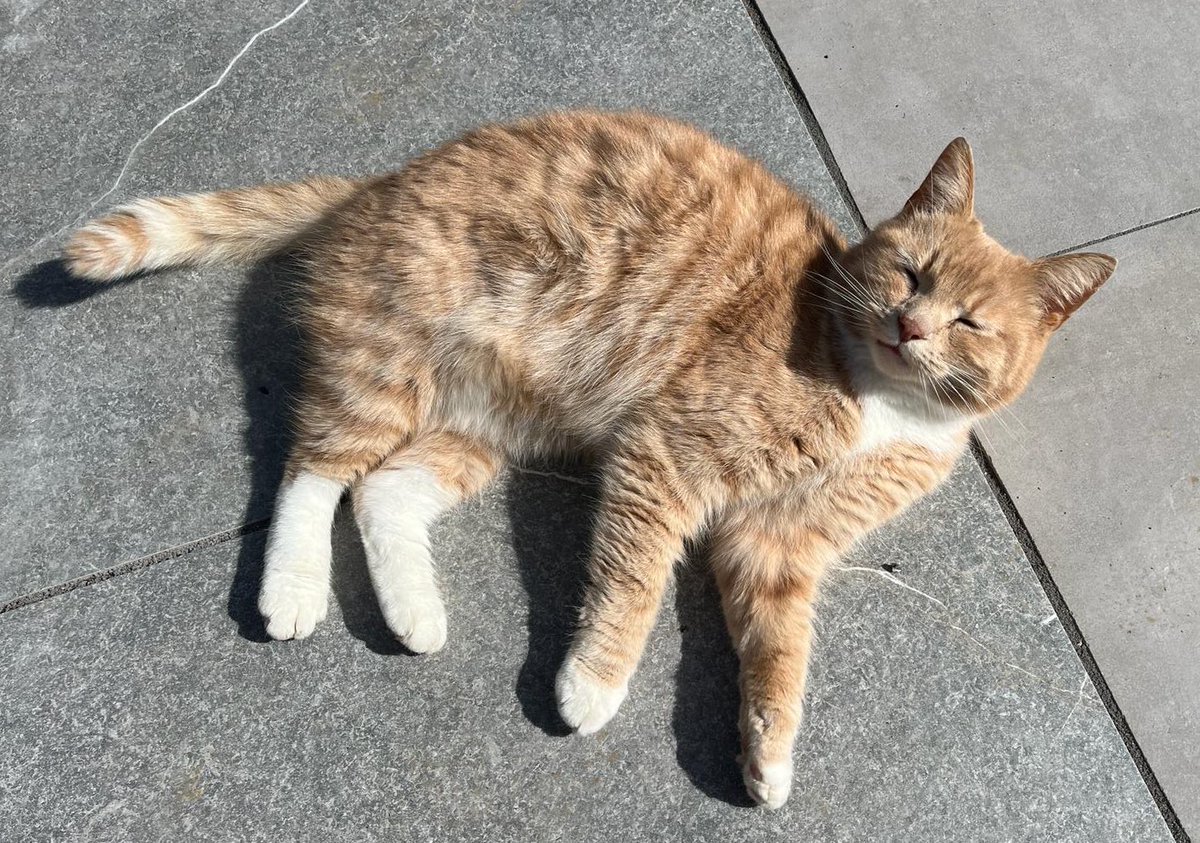 Happy Caturday everyone ! I’m straight outside to enjoy a bright start, I even forgot to have breakfast . Enjoy your day all 😻🧡 #CatsOfX #adoptdontshop  #rescuecat #catlovers  #caturday