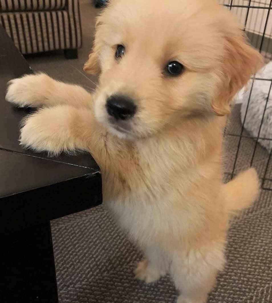 So cute puppy🥰🥰
