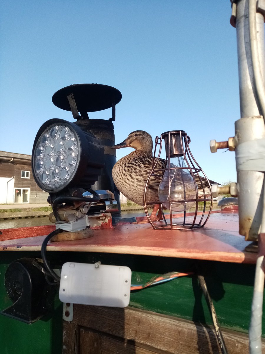 We have a duck on our roof! She's hiding behind the chimney so the 4 drakes in the water can't see her.  #boatlife #boating #waterways #canalsandrivers #earlymorning #alternativeliving #nature