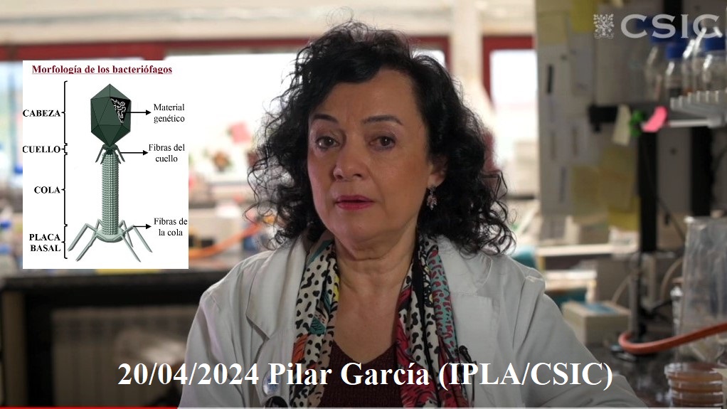 La resistencia a los antibióticos es una de las mayores amenazas para la salud mundial y la fagoterapia puede ser eficaz contra las bacterias superresistentes. Hemos entrevistado a Pilar García Suárez @iplacsic, experta en el uso de fagos.