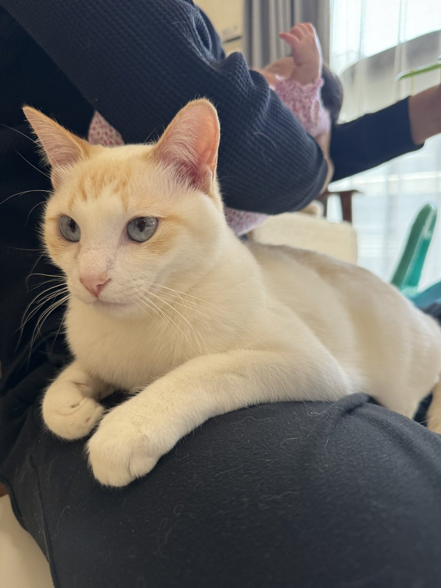 roy_luchi_nico's tweet photo. #ロイルとニコル #猫と赤ちゃん #保護猫 #赤ちゃんと猫 https://t.co/C2d4FgWTF3