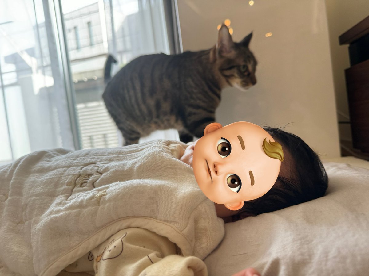 roy_luchi_nico's tweet photo. #ロイルとニコル #猫と赤ちゃん #保護猫 #赤ちゃんと猫 https://t.co/C2d4FgWTF3