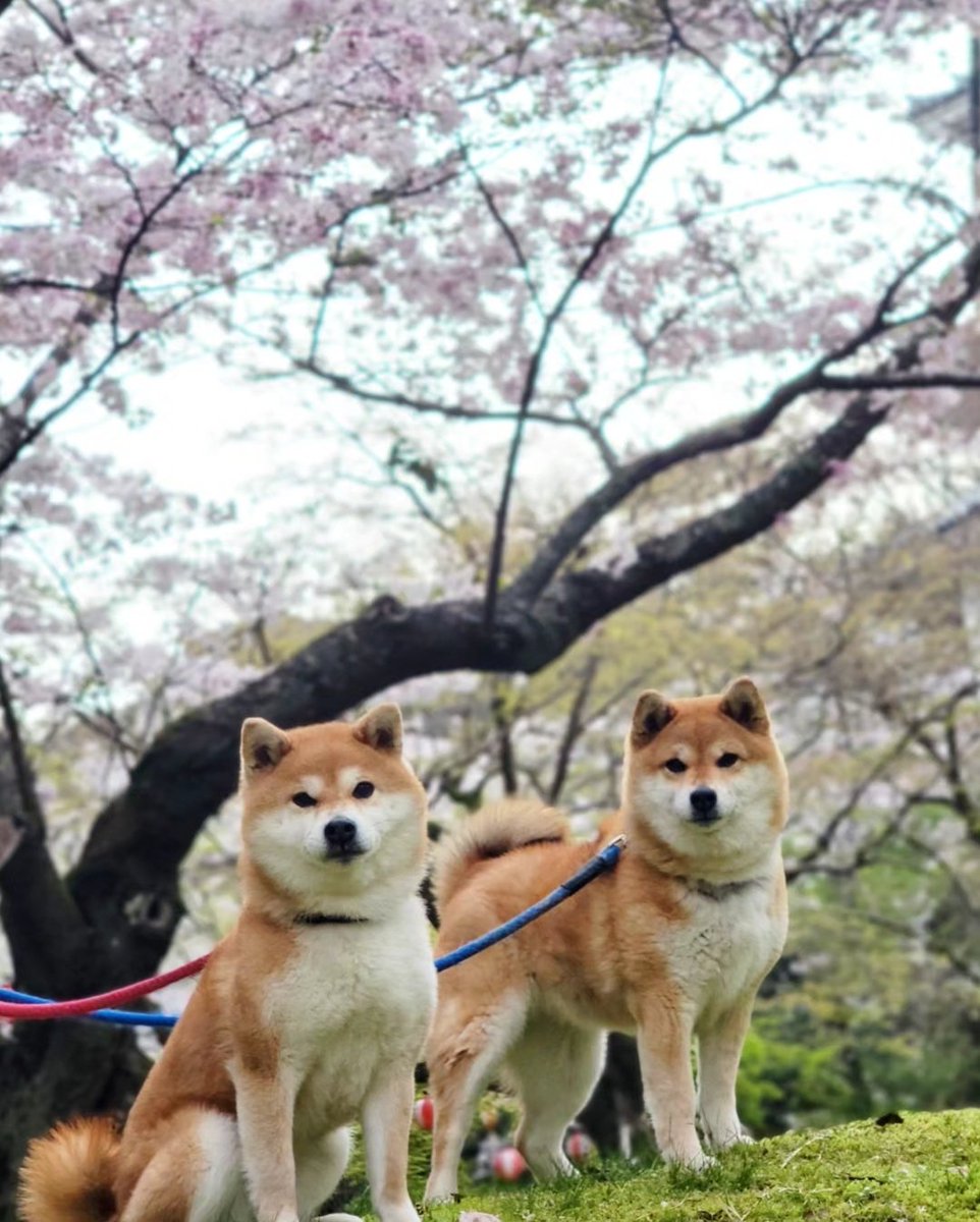 tama7653's tweet photo. 今年も桜が綺麗でした〜🌸

#柴犬たま #柴犬ミケ https://t.co/WkQ2HaRb2F