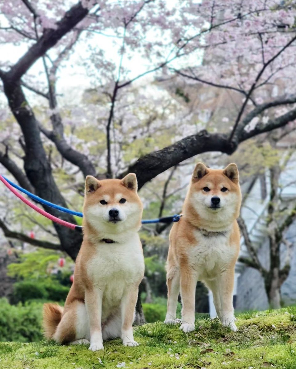 tama7653's tweet photo. 今年も桜が綺麗でした〜🌸

#柴犬たま #柴犬ミケ https://t.co/WkQ2HaRb2F