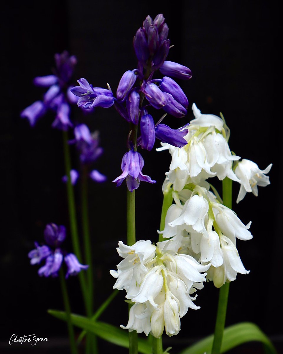 Spring Serene

flowers have painted 
rainbow sketches on landscapes 
bluebell blossom sky 

Christuraj Alex 
.
#miltonkeynes  #lovemk  #mk_igers #visitmk #thisismiltonkeynes #unexpectedmk #undiscoveredmk #lovemiltonkeynes #miltonkeynesphotography #scenesfrommk #destinationmk