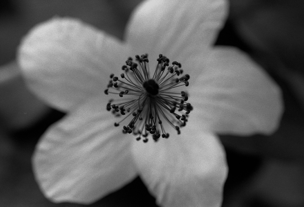 HiroshiOhno's tweet photo. フイルムスキャナーを手に入れたので、撮った私自身も懐かしいフイルム写真をupしていこうと思います。
琵琶湖の”ごり煮”をいただき。初めて食べました。
お酒のあてにもなりそうです。
鶴見緑地植物園 #7,#8
#35mm #ネガフイルム #ランドスケープ #nikon #negativefilm #landscape #大阪 #400TMY https://t.co/ys7uw1XxGb