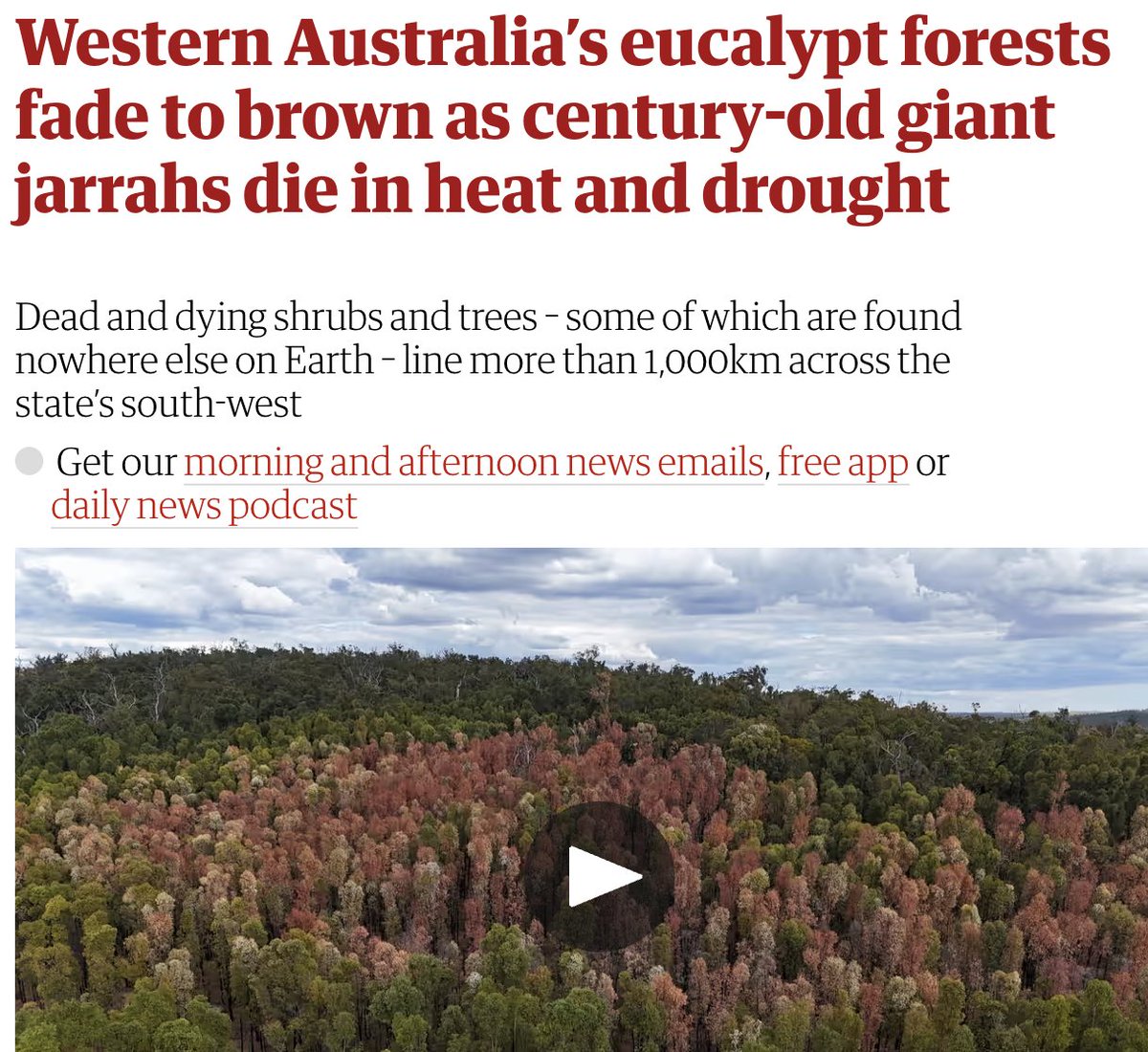 Trees more than a century old are barely alive. Some of these giant jarrahs might survive, but some won’t

It’s a scene being replicated in forests & coastal shrublands spanning more than 1,000km across WA's south-west after drought & baking heat #auspol loom.ly/FA-Xq_E