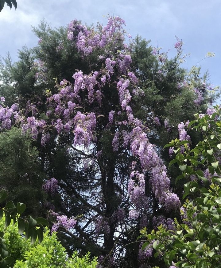 Bulutlara yolculuk var.🌿🌸 Günaydın...:) Harika bir gün..☕