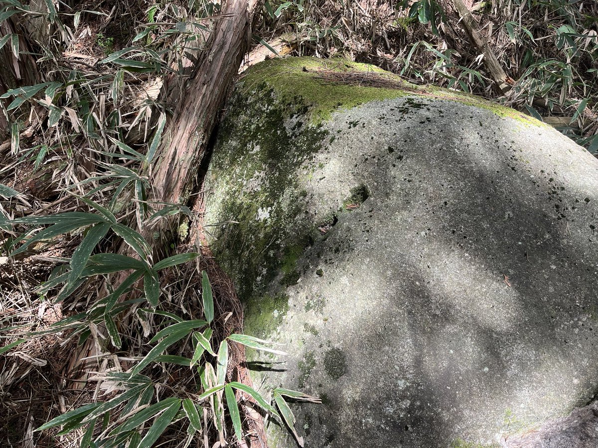 妻の神土塁(長野県南木曽町)

妻籠古城の西の山林にある土塁遺構。
新城作手の馬呂遺構によく似ていて恐らく屋敷跡の土塁なのかな？
あと切岸？の下にあった巨石に矢穴があったけど何に使ったんだろうか。

 #三河衆の城郭巡り