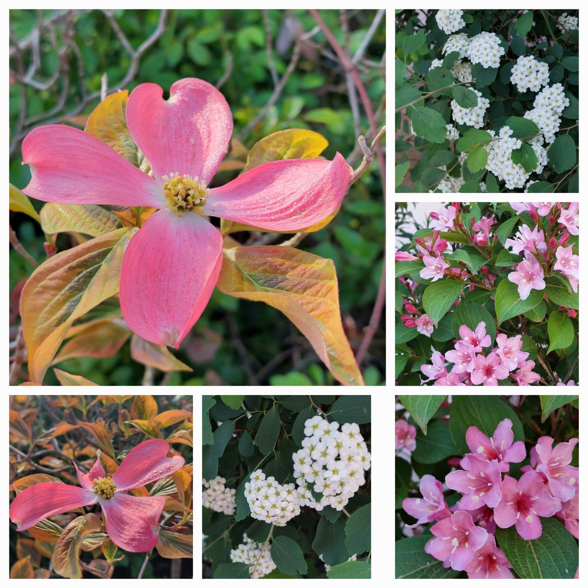 Weigela, Spirea and Cornus florida for #SixOnSaturday #garden #mygarden #April #flowerphotography #GardeningTwitter #GardeningX Happy weekend!! 🌿💮🌿🌸🌿💮🌿