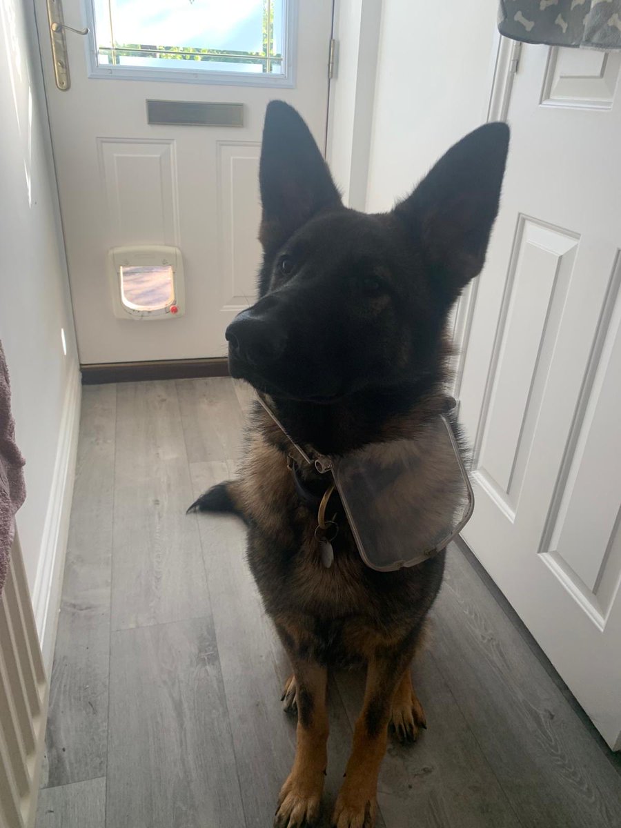 Looks like TPD Bron needs a bigger dog flap and the cat now doesn’t need a cat flap.