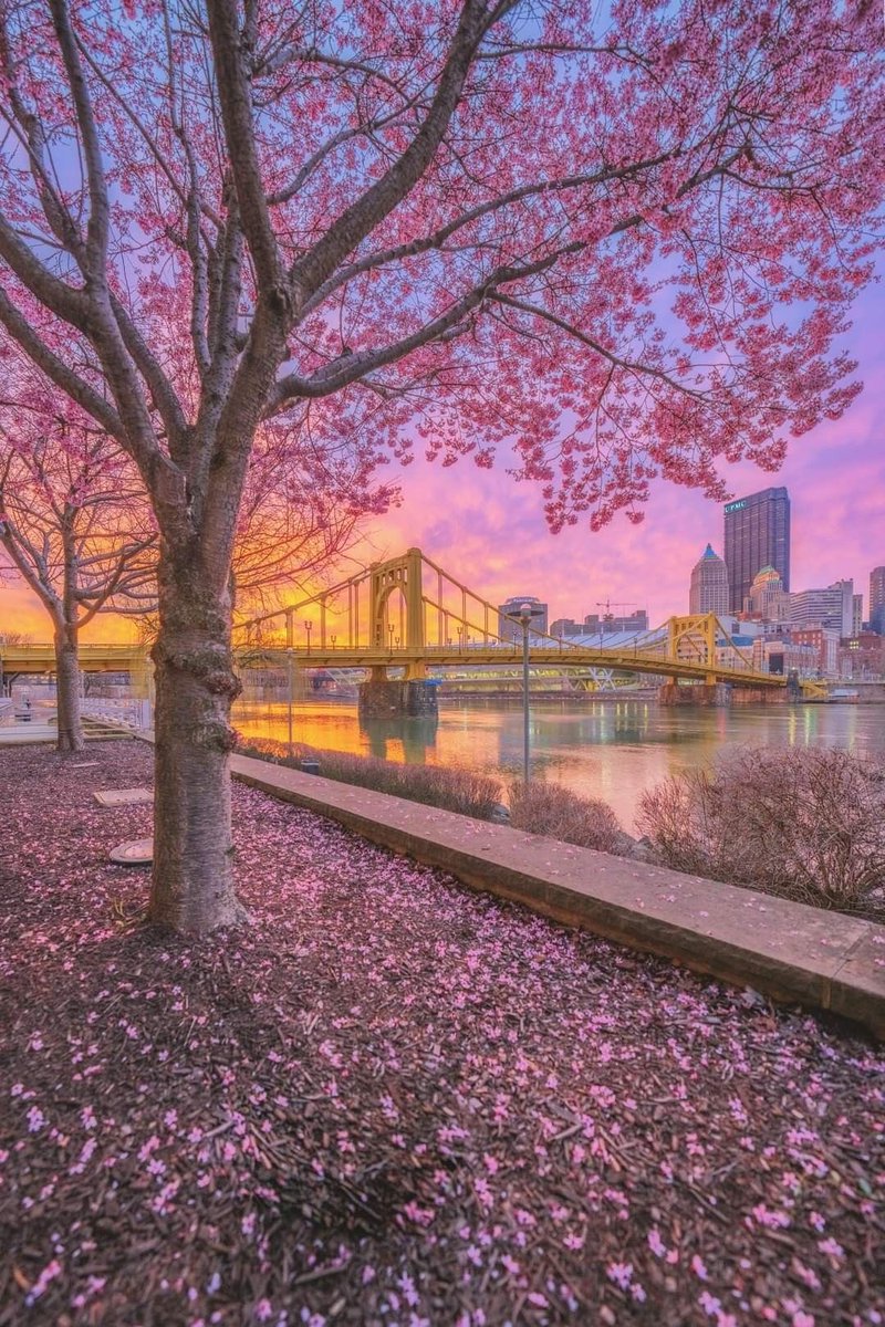 Cherry blossom in Japan