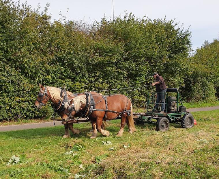 The working horses will be out again in Crane Park next Monday and Tuesday - doing the first meadow cut 🐴 🐴