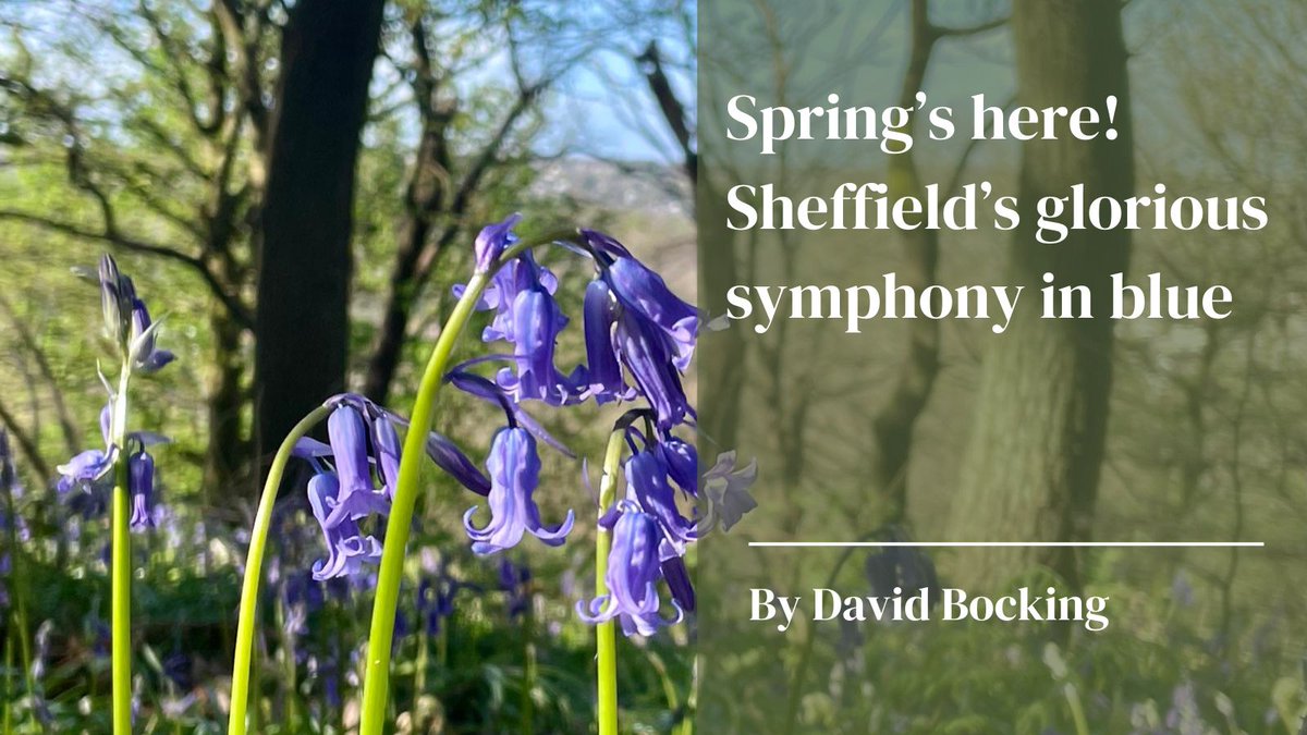 What better way could you spend a cold but sunny spring morning, than going hunting for bluebells? Sheffield’s network of ancient woodland make us one of the best places to see the shimmering carpets of blue 🧵 sheffieldtribune.co.uk/p/springs-here…