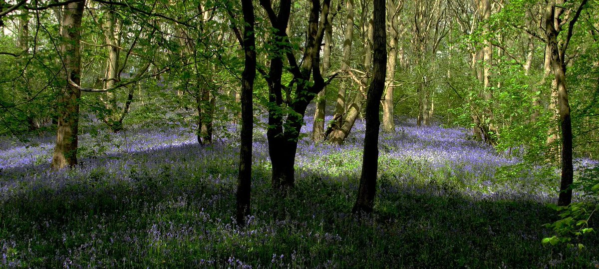 Bluebells are an indicator of ancient woodland. But some of Sheffield’s woods may be even older — what those in the know call “primary wood”. These are a remnant of the original wildwood that stretched across the country at the end of the last ice age.