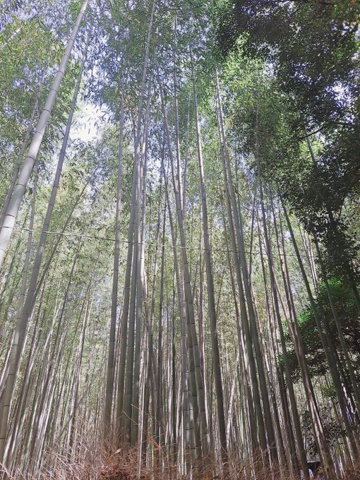 「bamboo bamboo forest」 illustration images(Latest)