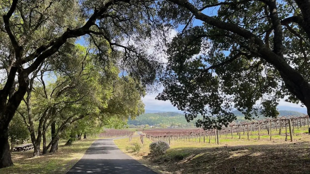 Jancis begins her piece today, 'Is Napa Valley quantitatively important to California wine? Absolutely not. The volume of wine it produces is just 4% of the total.' Read on below... jancisrobinson.com/articles/where…