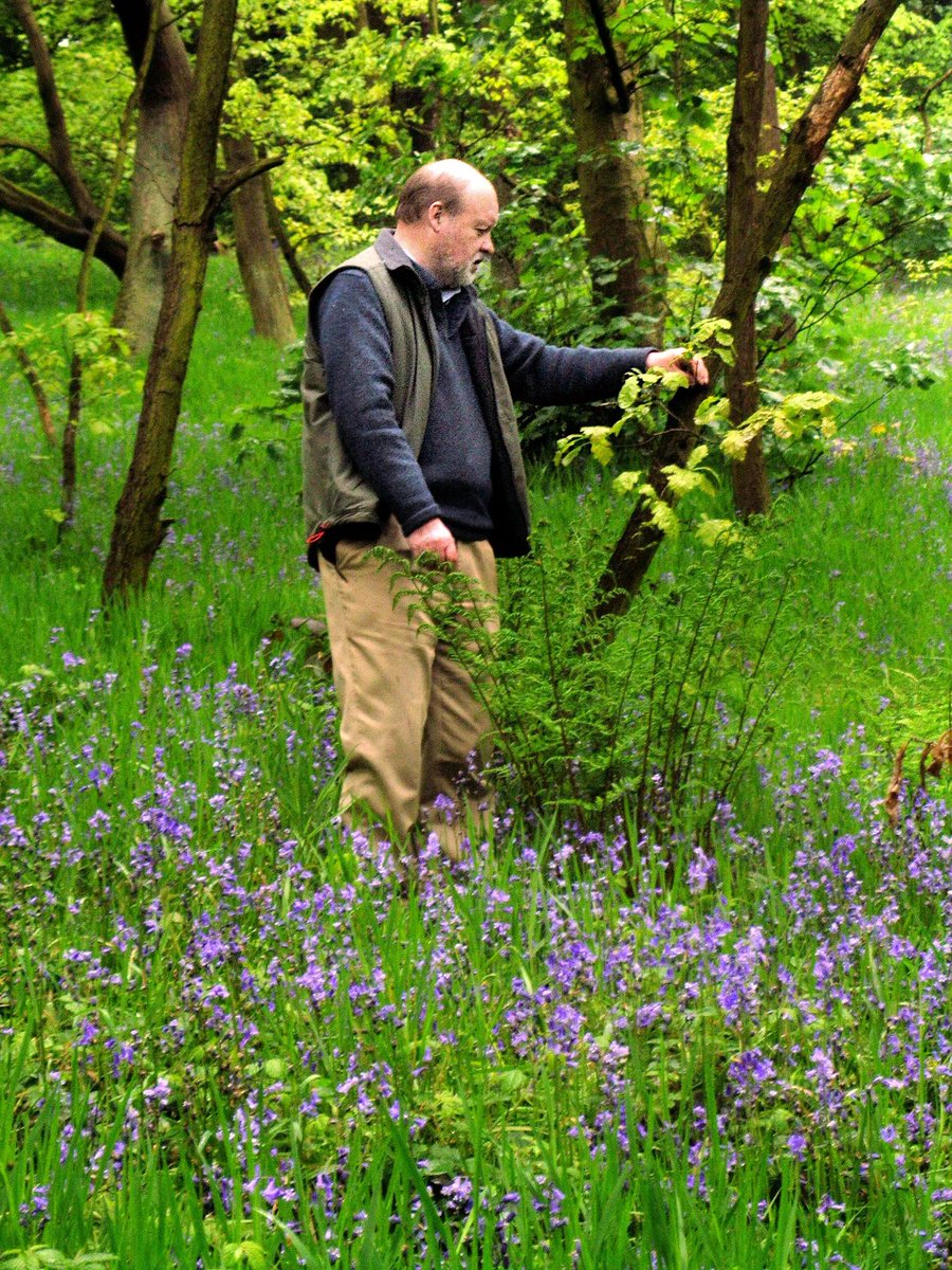 But should we be worried that English bluebells are being chased out by Spanish bluebells? It’s not that simple — it seems English bluebells might actually be *better* at fertilising new plants. Could you tell the difference?