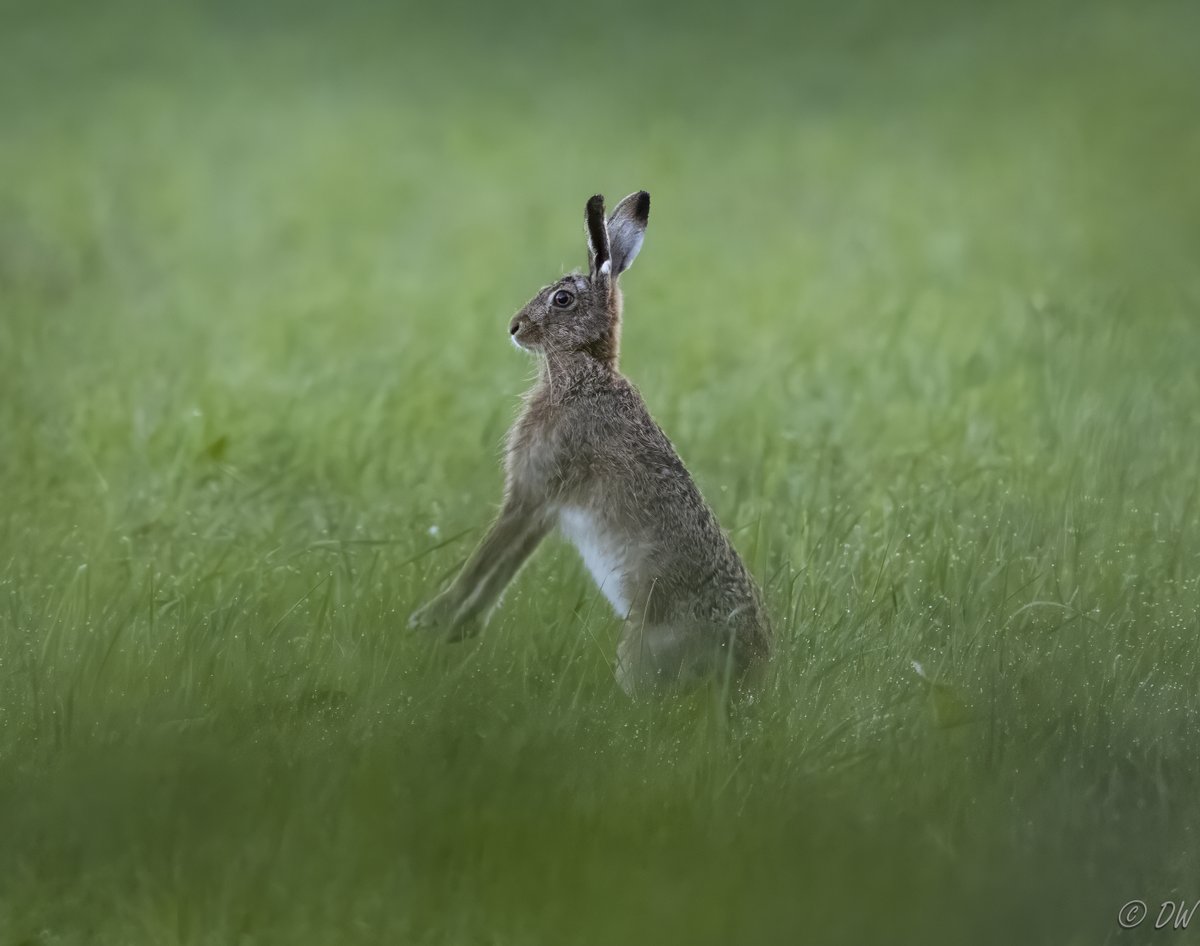 1 of only 2 hares that I came across this morning.
I had to take this through a small hole in a hedgerow - which by happy accident - created a pleasing green vignette sort of effect.
@HPT_Official