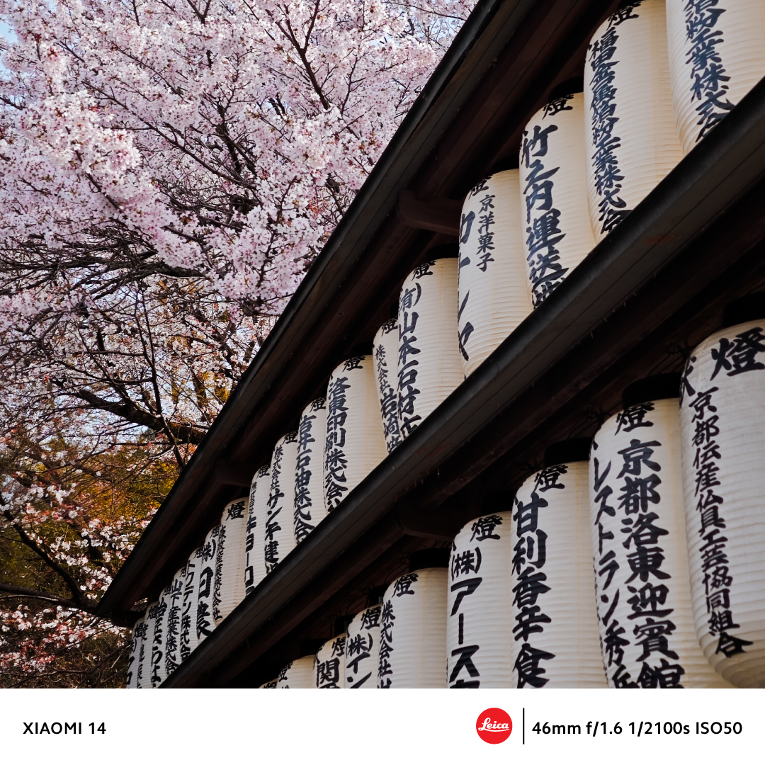 Experience the delicate hues of pink #CherryBlossoms juxtaposed with traditional Japanese lanterns.🏮 Let the #Xiaomi14 bring the essence of #Japan's #springtime to life in vivid detail!🌸 🛒bit.ly/-Xiaomi14 #SeeItInNewLight #Xiaomi14Series