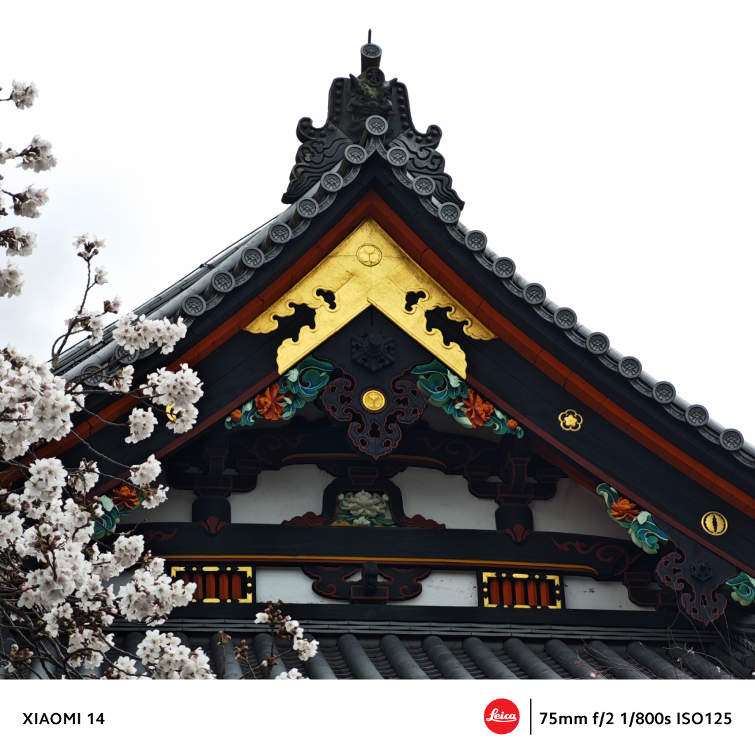 Gaze upon the serene beauty of #Japan's #Sakura, captured flawlessly on the #Xiaomi14. 🌸 Experience the tranquility of a Japanese temple adorned with delicate #CherryBlossoms. 🛒bit.ly/-Xiaomi14 #SeeItInNewLight #Xiaomi14Series