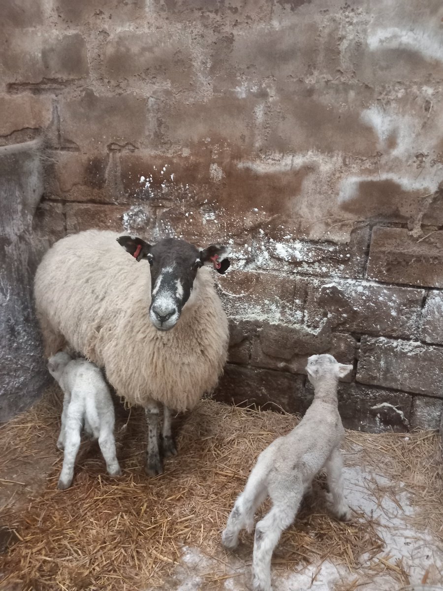 Yesterday I did a n-ewe birth visit to these twins less than a day old, both feeding well (effective latch✅️) 🐑😍human baby also doing well!
#HV #HealthVisiting #rural #sheep